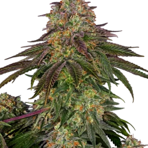 Sensi SEEDS – Sweet Cherry Kush (3 Samen)
