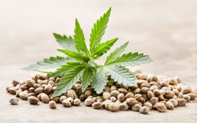 Cannabissamen für den Indoor-Anbau: Welche Sorten sind die besten?